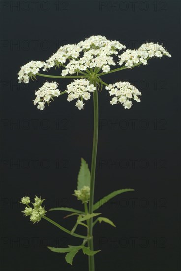 Vegetable, plant, food, agriculture, horticulture, sugar root, Sisum sisarum, Sium, Skirret,