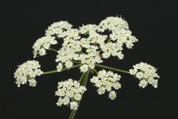Vegetable, plant, food, agriculture, horticulture, sugar root, Sisum sisarum, Sium, Skirret,