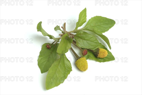 Food, Lettuce, Medicinal plant, Paracress, Jambu, Acmella oleracea