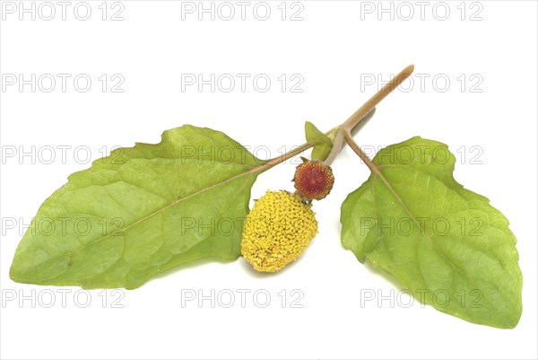 Food, Lettuce, Medicinal plant, Paracress, Jambu, Acmella oleracea