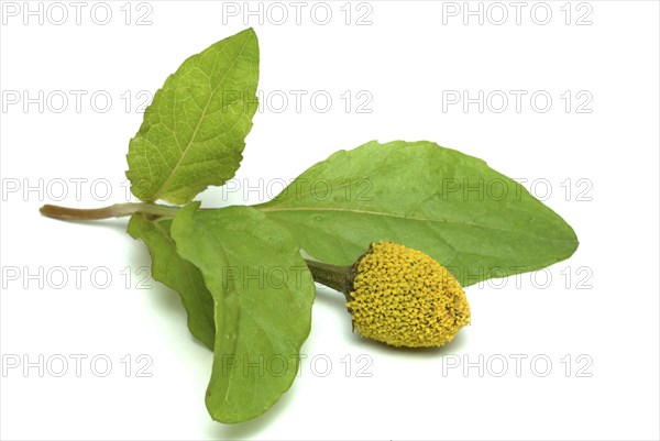 Food, Lettuce, Medicinal plant, Paracress, Jambu, Acmella oleracea