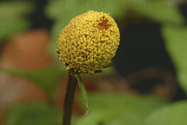 Food, Lettuce, Medicinal plant, Paracress, Jambu, Acmella oleracea