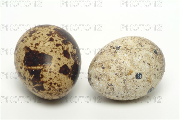 Food, quail eggs, cracked quail egg, Coturnix coturnix