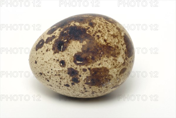 Food, quail eggs, cracked quail egg, Coturnix coturnix