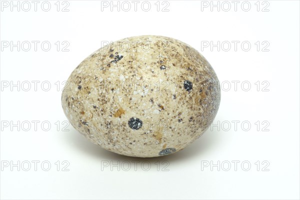Food, quail eggs, cracked quail egg, Coturnix coturnix