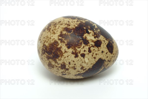 Food, quail eggs, cracked quail egg, Coturnix coturnix