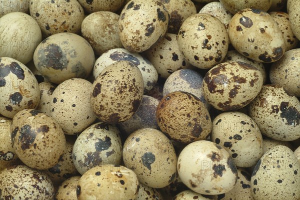 Food, quail eggs, cracked quail egg, Coturnix coturnix