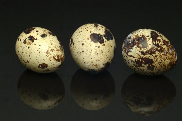 Food, quail eggs, cracked quail egg, Coturnix coturnix