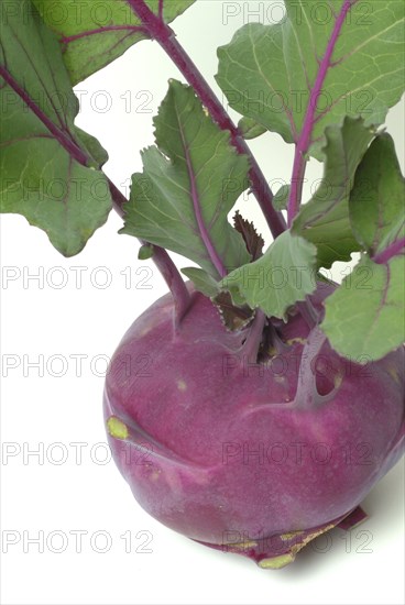 Vegetable, garden plant, blue kohlrabi, Brassica oleracea var. gongylodes
