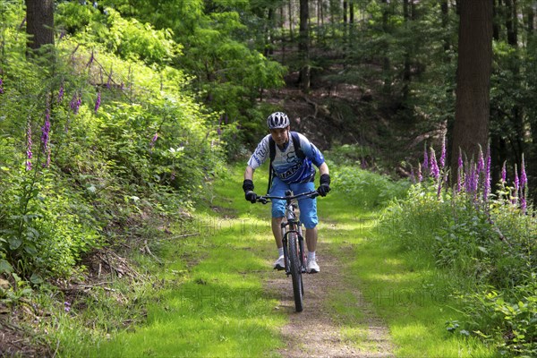 Mountain biking in the Odenwald, here on the Birkenau circuit in the Bergstrasse-Odenwald