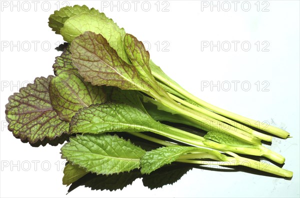 Salat, Gemüse, Rohkoste, Rote Senfsprossen, Brassica juncea / Senfgras, Blattsenf, Indischer Senf,