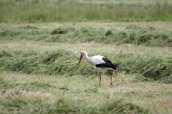 White stork (Ciconia ciconia), Bird, Meadow, A stork searches for food between swathes of hay