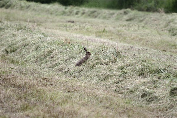 European hare (Lepus europaeus), hay, wild animal, An adult hare sits in a swath of hay in the
