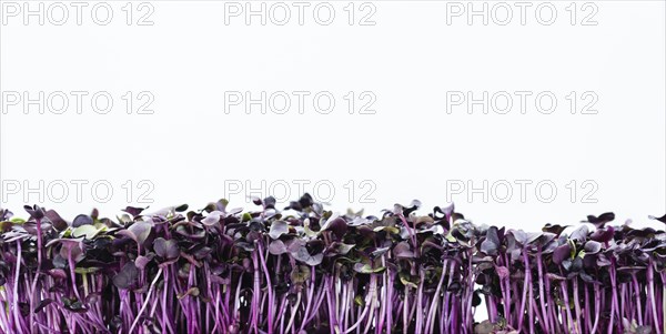 Portion of Cress (as close-up shot) isolated on white background