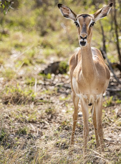 Female Impala (Aepyceros Melampus) portrait in Kruger National Park, South Africa, Africa