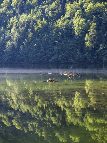 Morning atmosphere, reflection, Toplitzsee, Salzkammergut, Styria, Austria, Europe
