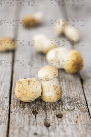 Fresh Porcinis (raw) on a vintage background as detailed close-up shot (selective focus)