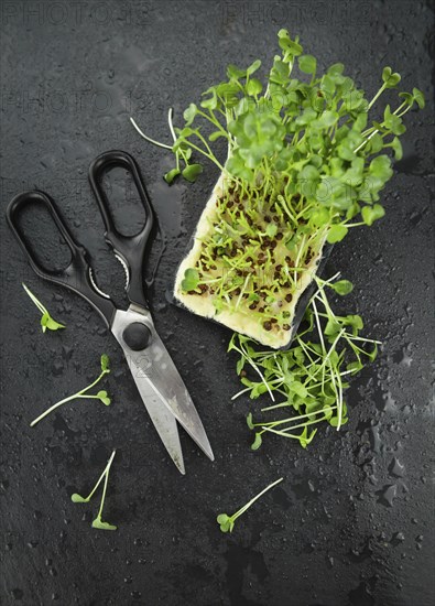 Portion of Fresh cutted Cress on a rustic slate slab (selective focus, close-up shot)