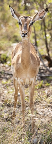 Female Impala (Aepyceros Melampus) portrait in Kruger National Park, South Africa, Africa