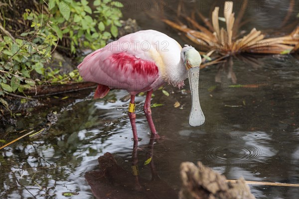 Roseate spoonbill (Platalea ajaja) at the St. Augustine Alligator Farm Zoological Park in Florida