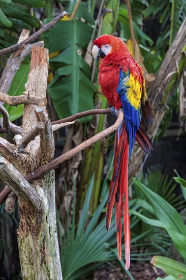 Scarlet Macaw (Ara Macao) on a perch at the St. Augustine Alligator Farm Zoological Park in Florida