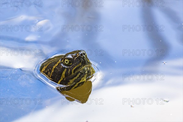 Turtle popping its head up through surface of water