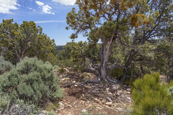 Gnarled tree growing from the rocky soil at the North Rim of the Grand Canyon in Northern Arizona,