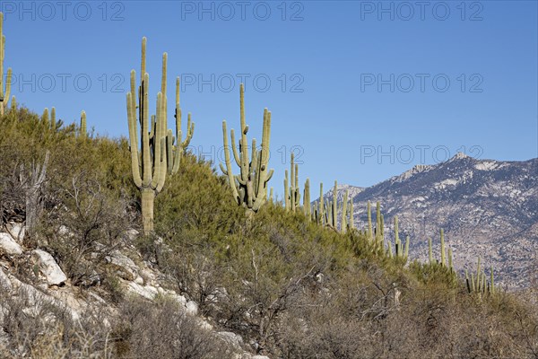 Saguaro cacti in the Sonoran Desert at Catalina State Park near Tucson, Arizona, USA, North America