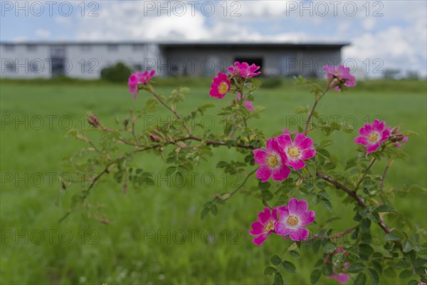 Blooming dog roses in the industrial area, botany, flower, bloom, June, spring, early summer, rose,