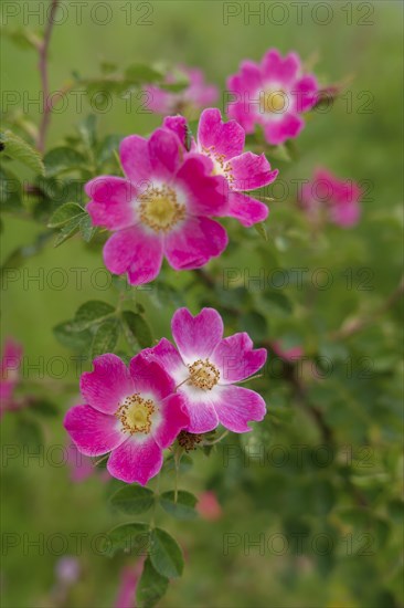 Blooming dog roses in the industrial area, botany, flower, bloom, June, spring, early summer, rose,