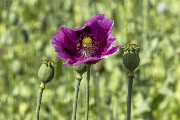 Seed capsules and dark purple opium poppy (Papaver somniferum), Untersulmetingen, Laupheim, Upper