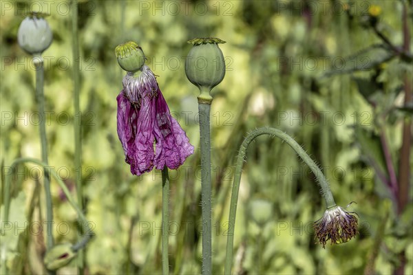 Seed capsules of opium poppy (Papaver somniferum), Untersulmetingen, Laupheim, Upper Swabia,