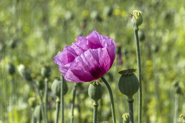 Purple opium poppy flowers (Papaver somniferum) and seed heads, Untersulmetingen, Laupheim, Upper
