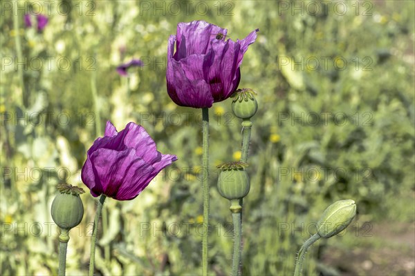 Two dark purple opium poppy (Papaver somniferum), seed heads and flower bud, Untersulmetingen,