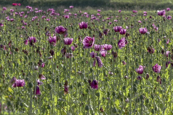 Field with purple opium poppy (Papaver somniferum) against the light, Untersulmetingen, Laupheim,