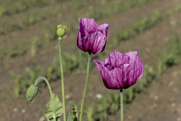 Two dark purple opium poppy (Papaver somniferum) and next to them two small green seed heads, with