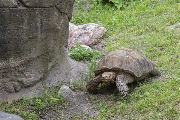 Detroit, Michigan, An African Spurred Tortoise (Geochelone sulcata) at the Detroit Zoo