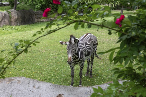 Detroit, Michigan, A Grevy's Zebra (Equus grevyi) at the Detroit Zoo