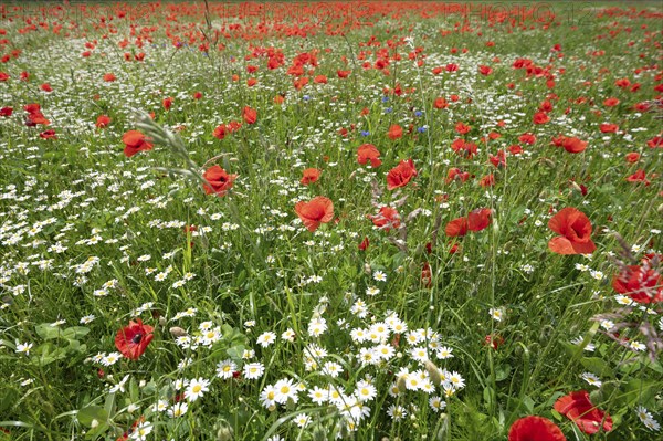 Flowering poppies (Papaver rhoeas) and ox-eye daisy (Leucanthemum vulgare) in a meadow, Bavaria,