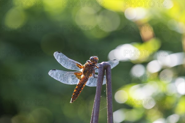 Yellow-winged darter (Sympetrum flaveolum), Bavaria, Germany, Europe