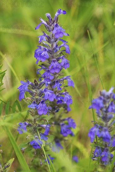 Blue bugle (Ajuga genevensis), Bavaria, Germany, Europe