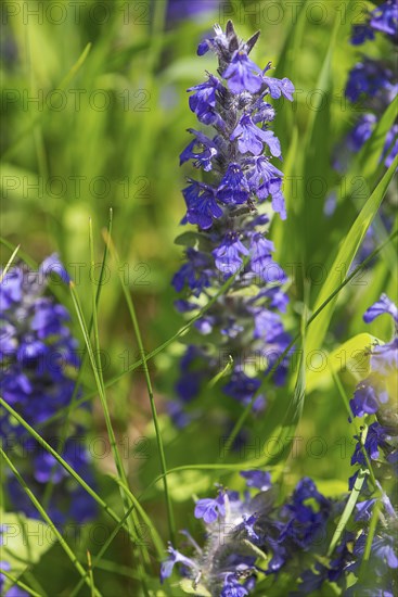Blue bugle (Ajuga genevensis), Bavaria, Germany, Europe