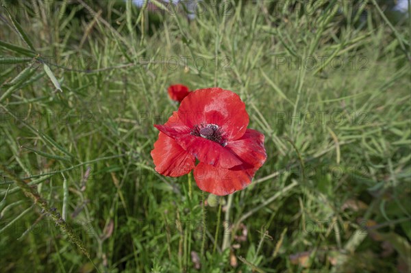 Corn poppy flower (Papaver rhoeas) in a rape field (Brassica napus), Bavaria, Germany, Europe