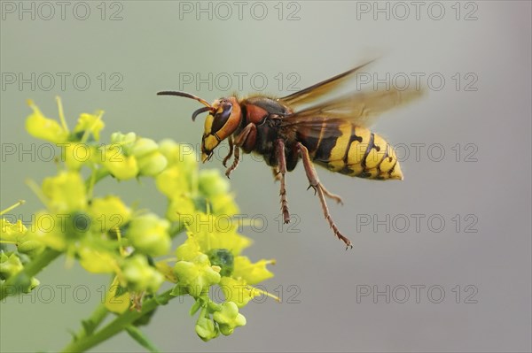 Close-up of a european hornet (Vespa crabro) next to a yellow flower, common rue (Ruta graveolens),