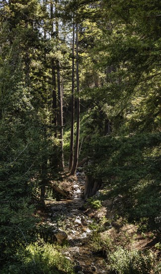 Julia Pfeiffer Burns State Park in California, USA, North America