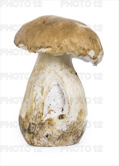 Porcinis (raw) isolated on white background (close-up shot, selective focus)