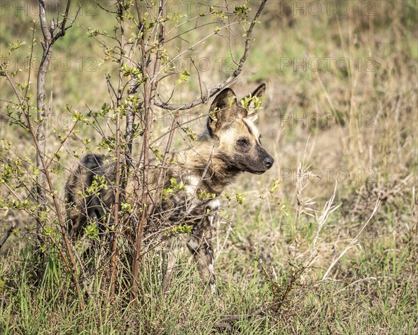 African Wild Dogs (Lycaon Pictus) in Kruger National Park, South Africa, Africa