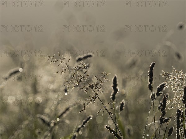 Morning atmosphere, meadow in the morning light, near Gössl, Salzkammergut, Styria, Austria, Europe