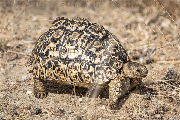 Leopard Tortoise (Stigmochelys Pardalis) in Kruger National Park, South Africa, Africa