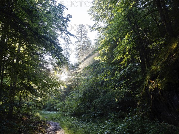 Morning atmosphere at sunrise, sunlight falls through a forest onto a forest path, Gössl,